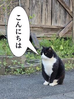 猫の写真に縦書きの吹き出しで「こんにちは」とセリフを入れた作例
